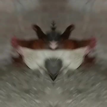 og viral TikTok video viral #shorts #shortsvideo #youtubeshorts #khushi