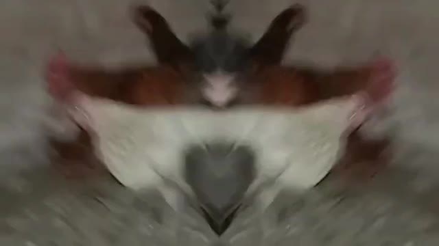 og viral TikTok video viral #shorts #shortsvideo #youtubeshorts #khushi