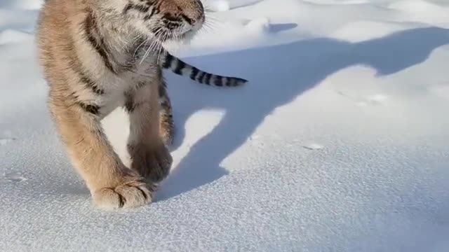 Cute little tiger walking in the snow