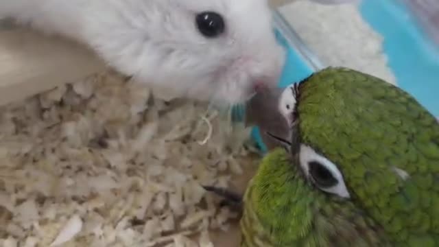 CUTE HAMMER AND HIS FRIEND PARROT HAVE HAPPY TIME THEY ARE FRIENDS