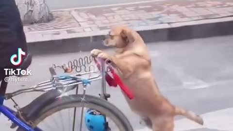 Funny funny dog😃😃