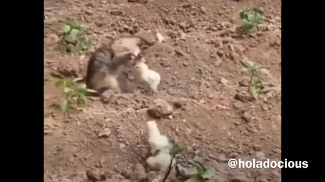 watch this video Hood Animal Voiceovers really funny!