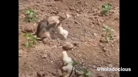 watch this video Hood Animal Voiceovers really funny!