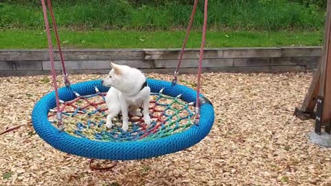 Confused dog not sure what to think of giant swing