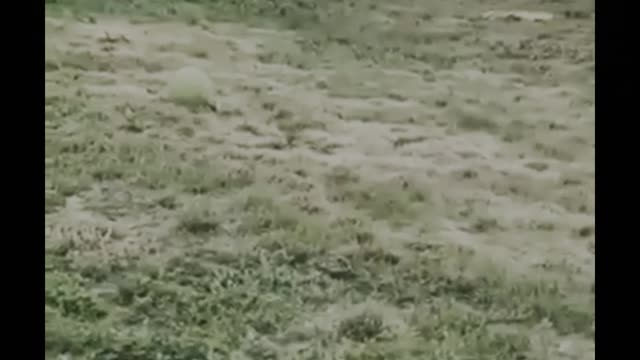 Watch the donkey play 😂😂😂😂