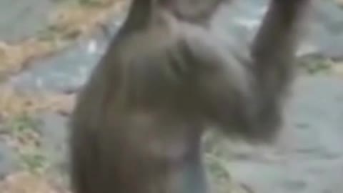 Funny monkey