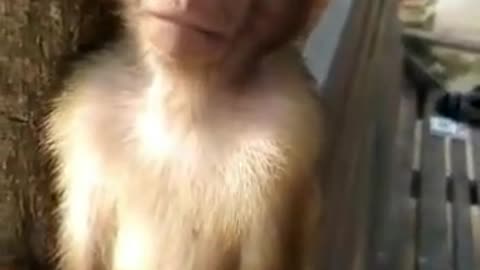 Monkey sleeping