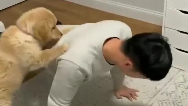 puppy Golden Retrievers helping🐶🐶❤ dady