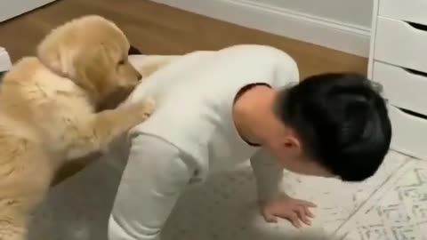 puppy Golden Retrievers helping🐶🐶❤ dady