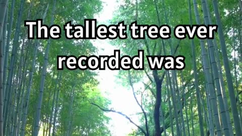 Unveiling Nature's Giants- The Tallest Tree in the World! 🌲🌟