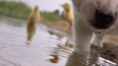 Puppy drinking water by the river