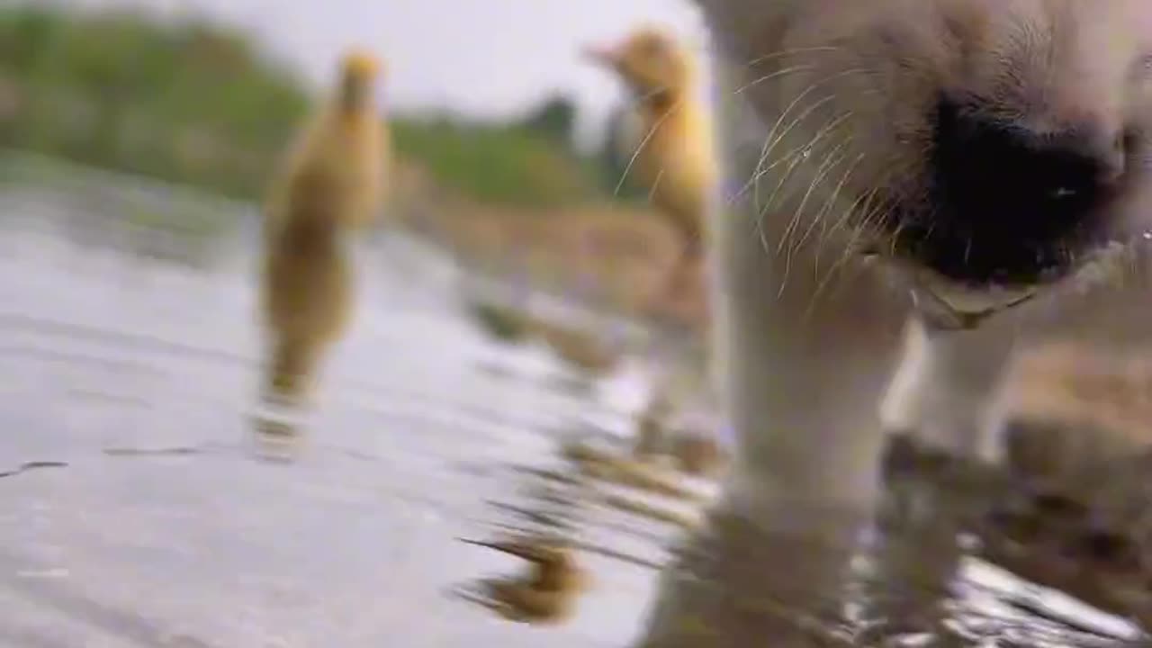 Puppy drinking water by the river