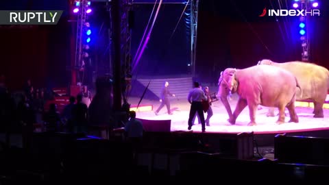 Cirkuski slon uletio u publiku