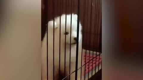 A dog in a cage