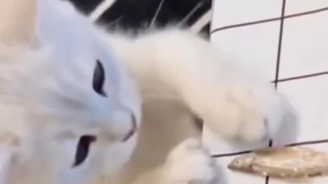 cute cat eating fish #short #shorts #cute_animals