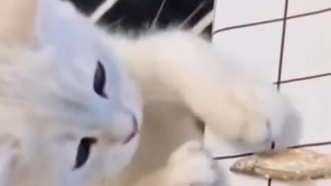 cute cat eating fish #short #shorts #cute_animals