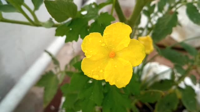 yellow flower