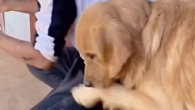 Dogs help rabbits