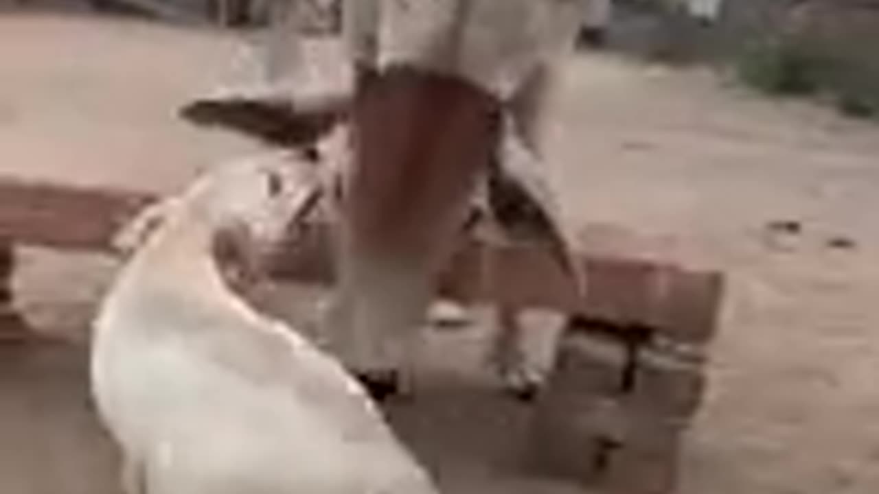 Funny dog