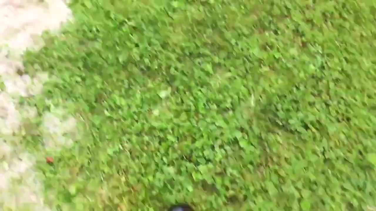 Funny videos try not to laugh :D