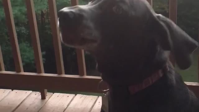 Black dog barking and howling on porch