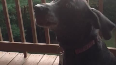 Black dog barking and howling on porch