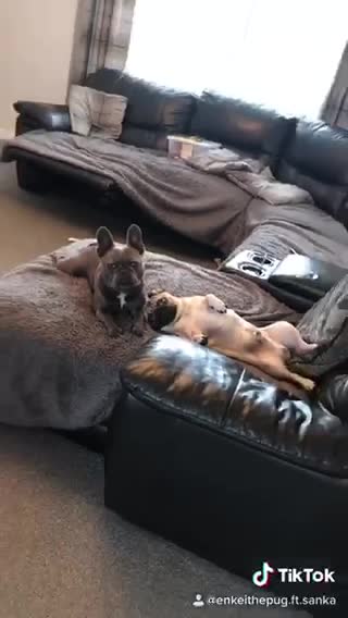 Dogs caught lounging on the couch