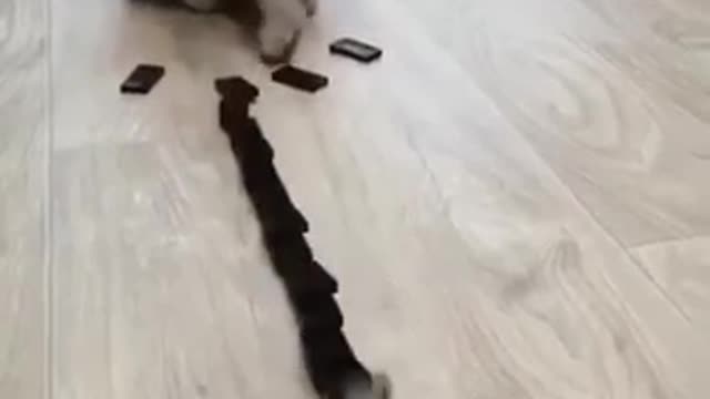 Cat Funny videos Best Funny animals videos P1