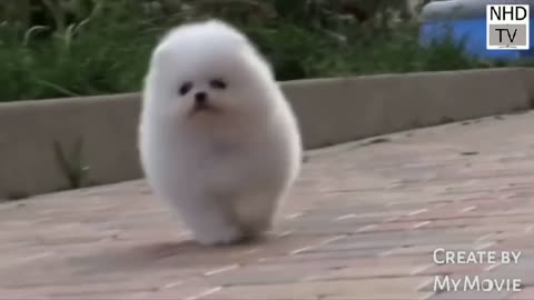 Puppy running
