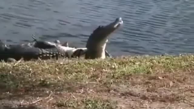 Gator vs Gator.