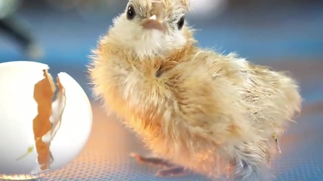 In side egg life