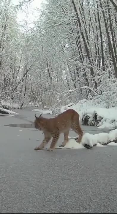 LYNX KNOWS THE SOUND OF DANGER