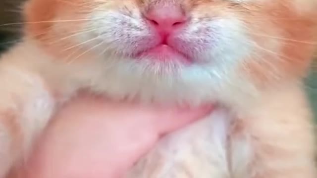 Cute cat, funny cat,loving cat