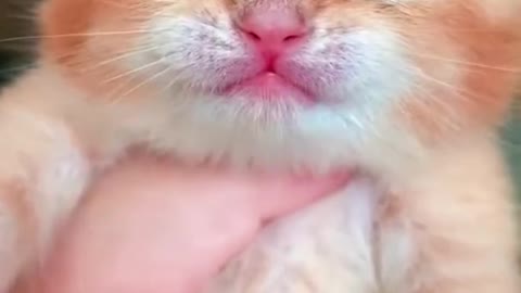 Cute cat, funny cat,loving cat