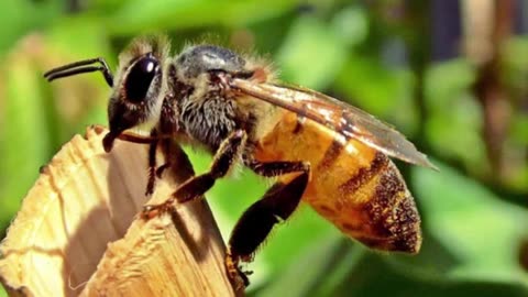 India Bee sting victims in