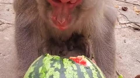 CUTE MONKEY EATS WATERMELON