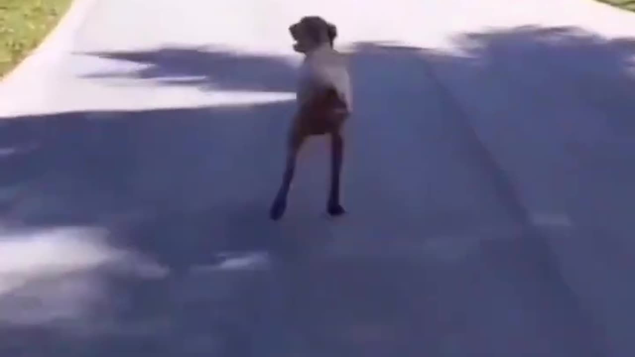 Two Legged Running Dog #shorts #shortvideo #video #virals #videoviral