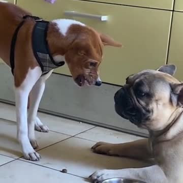 #cat #funny #videofunny #animal #dog