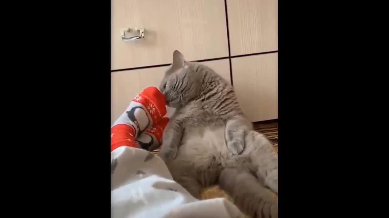 Try Not To Laugh _ Funny Animals Compilation #44