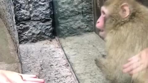 Monkey funny reaction to a magic trick.