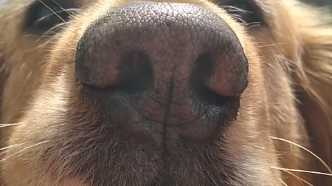 Golden retriever selfie