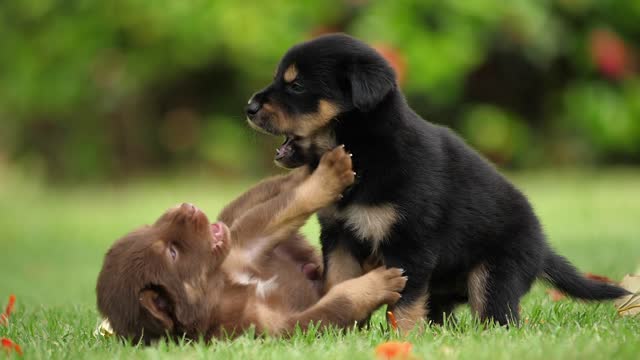 Cute Puppy Baby Dog Playing In The Green Park!