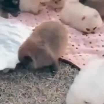 2021 cute pupps and kittens