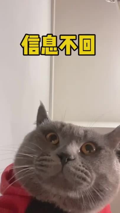 cute cat man makes you laugh!