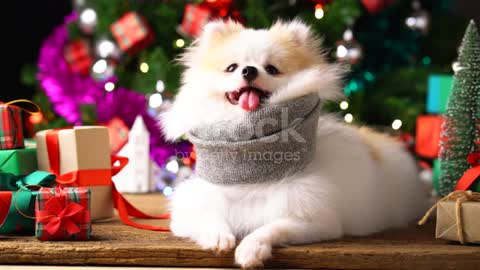 Funny dog