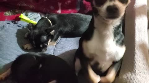 One Crazi Trouble