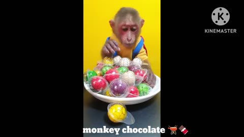 Monkey chocolate 🍫