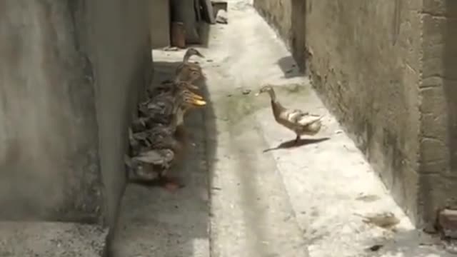 A fine meeting of ducks, eat a little less activity a little longer