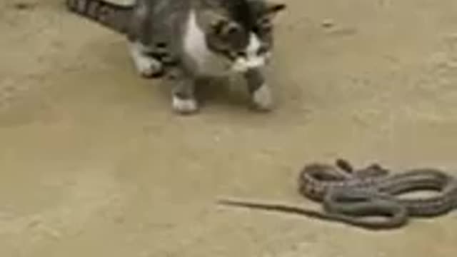 Cat vs Snake fight