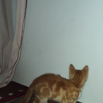 Jouer avec le chaton